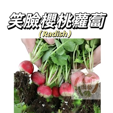 嘉義現貨（笑臉櫻桃蘿蔔種子LB-11 ）水果迷你蘿蔔生吃水蘿蔔種子~營養多汁四季播速生盆栽蔬菜種子#果菜