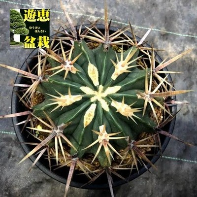 楽天市場】サボテン：フェロカクタス 神仙玉 南方形*幅16cm