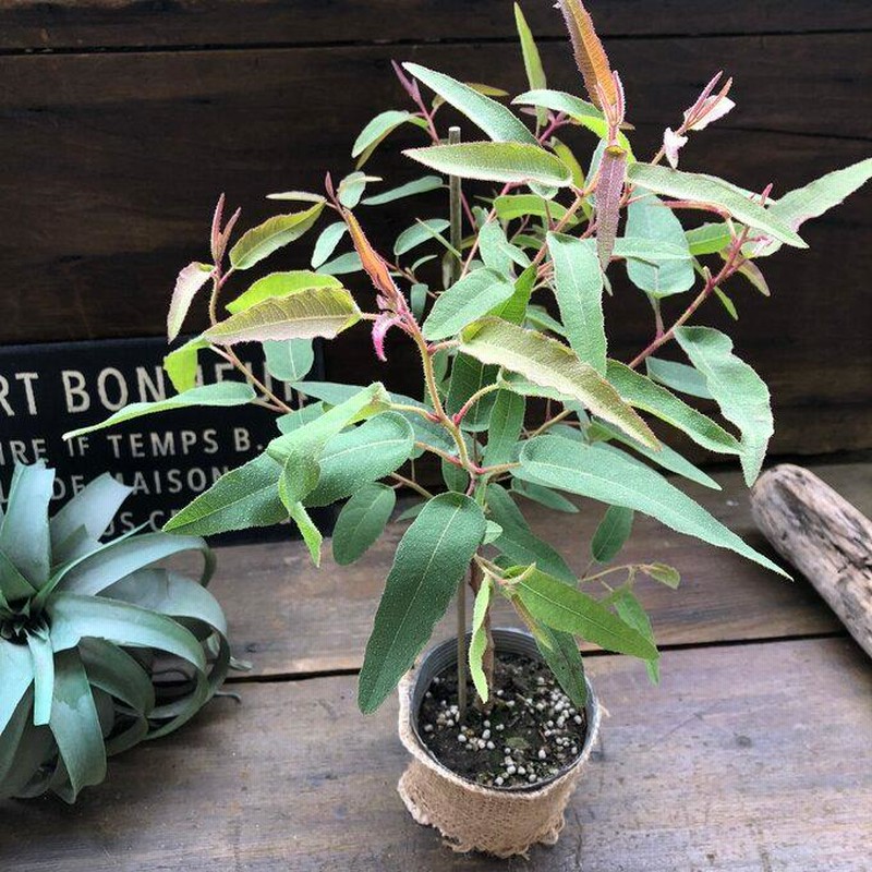 レモンユーカリ 即完売 アロマや虫除けに ガーデニング 観葉植物 通販 Lineポイント最大0 5 Get Lineショッピング