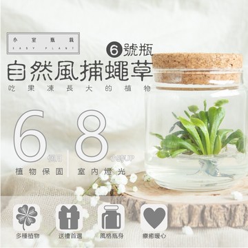 室內療癒植栽 自然風捕蠅草 6號瓶