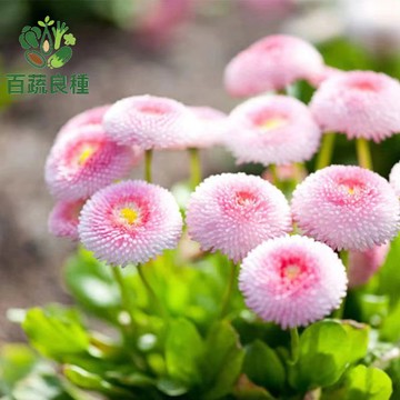 圓滿乒乓菊種子 球型菊花 盆栽花卉 開花機器 四季可種 陽台庭院 新手好養 圓滾滾花朵 切花材料 播種繁殖