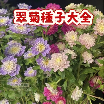 隔日達- （翠菊種子大全）當季新籽 開花爆盆  四季種植 超長花期 觀賞性好 新手易種易活 陽台庭院盆栽花卉種子