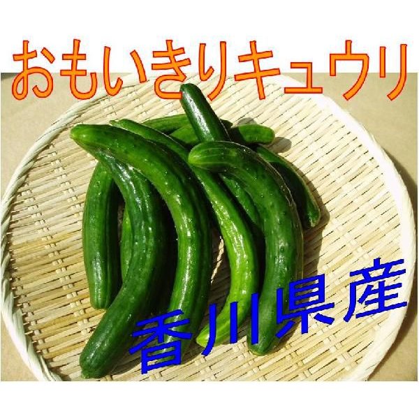 香川県産 おもいきりキュウリ 　化学肥料を使用していない