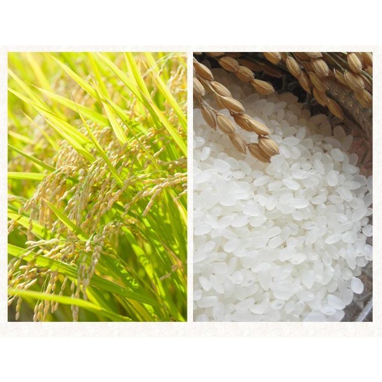 新米 令和3年 内祝  自然栽培米 無農薬 新米 米 2kg 高級 食べ物 純国産 金賞 コシヒカリ 送料無料