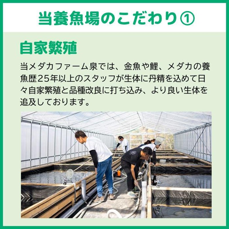 メダカ 生体 三色ラメ体外光（WI-03） 若魚 ランダム 20匹+おまけ4匹 送料無料 めだか めだか生体 メダカ生体 種類 水槽 卵 水草 人気  飼育 容器 (S) | LINEブランドカタログ