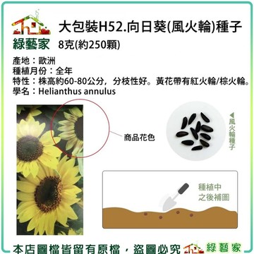 【綠藝家】大包裝H52.向日葵(風火輪)種子8克(約250顆)