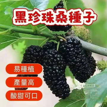 ⛅️現貨【桑葚種子】黑珍珠桑葚種子 易種植 酸甜可口 水果種子 盆栽果樹 庭院花園種植 四季播種