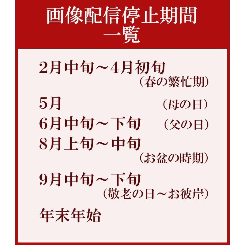 花 お供え花 お悔やみ 枕花 一周忌 法要 アレンジメント L 四十九日 三