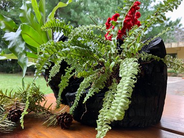 客製 黑炭植栽 療癒植物 居家擺設 辦公室裝飾 Pinkoi 設計購物網站 Line購物