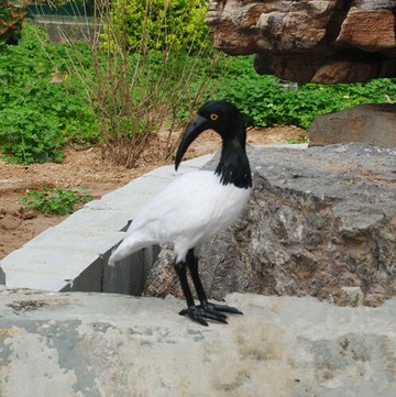 定做仿真動物攝影模型道具 羽毛動物 白色仿真朱鹮 裝飾擺件