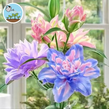 香水百合種子 亞洲百合 鐵炮百合 庭院盆栽 鮮切花 多年生 送禮自種 台灣現貨 花卉植物 好種易活 花香迷人