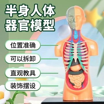 🔥臺灣-出貨🔥兒童益智玩具半身模型人體骨骼stem器官組裝啟懞敎育敎具diy