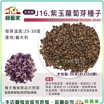 【綠藝家】大包裝J16.紫玉蘿蔔芽種子50克(約3350顆) 芽菜種子