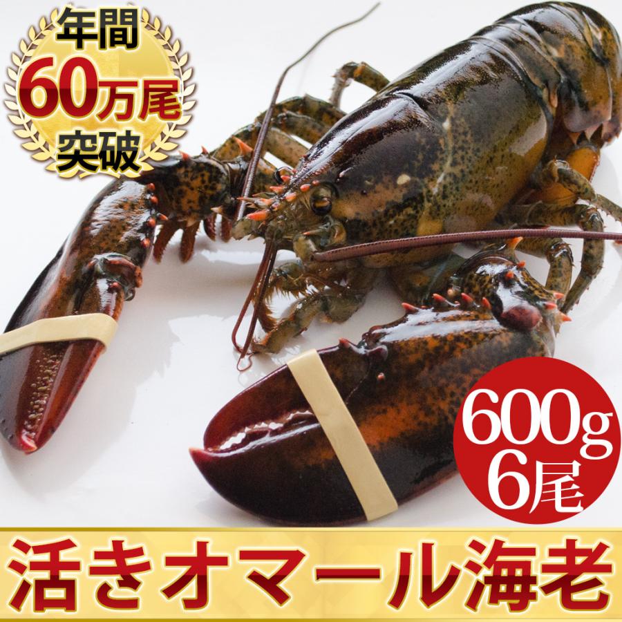 活オマール海老（600g）6尾入