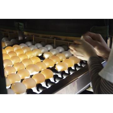 竹鶏ファーム 竹鶏 たまご 30個入 (白玉)