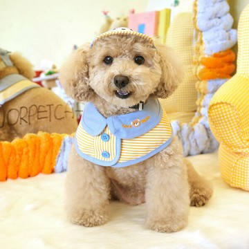 韓國【ParisDog】條紋小熊含帽狗狗領巾套裝 (寵物服飾 寵物配件)
