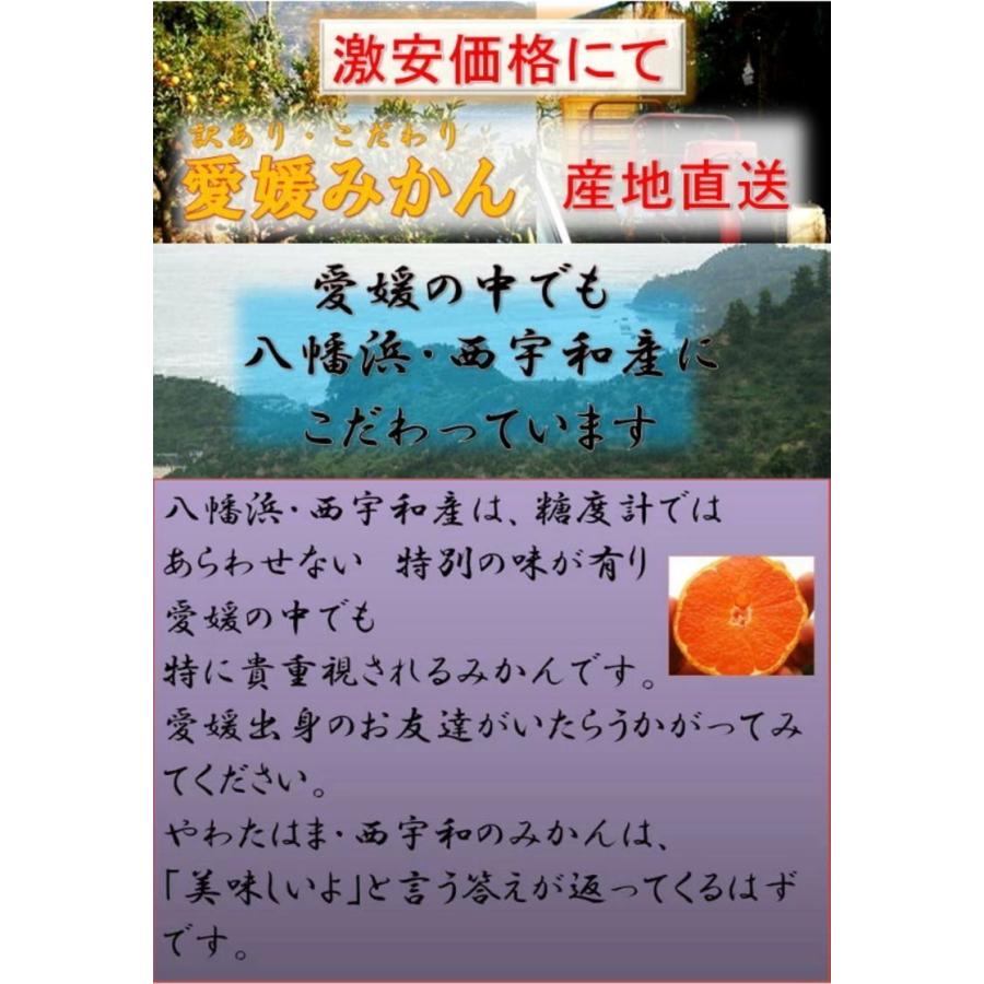 愛媛みかん１０ｋｇ 2ケース西宇和産　送料無料 無選別