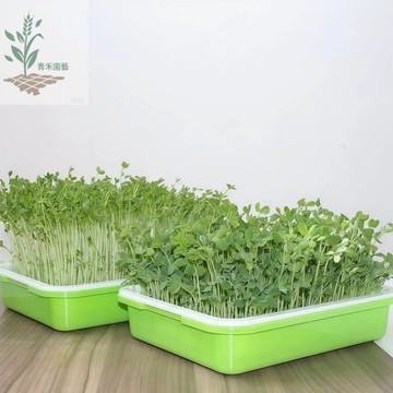 青禾園藝（芽菜青江菜種子）高品質紙上種菜水培白菜 多次采收快速收成 #非基改芽苗菜種子快速出貨