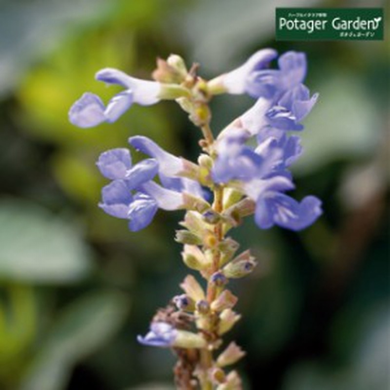 ハーブ 苗 ボッグ セージ 花苗 苗木 多年生 多年草 宿根草 栽培 寄せ植え 育て方 使い方 選び方 野菜 収穫 時期 料理 レシピ 簡単 肉 ハ 通販 Lineポイント最大get Lineショッピング