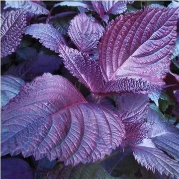 12h出貨 紫蘇（150粒） 食用紫蘇種子 四季播種 家庭陽臺庭院盆栽種植 速生 一次種植 多次採收 發芽高達90%