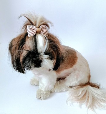 個性化的狗毛蝴蝶結，帶有您的小狗、貓和小狗的名字標籤