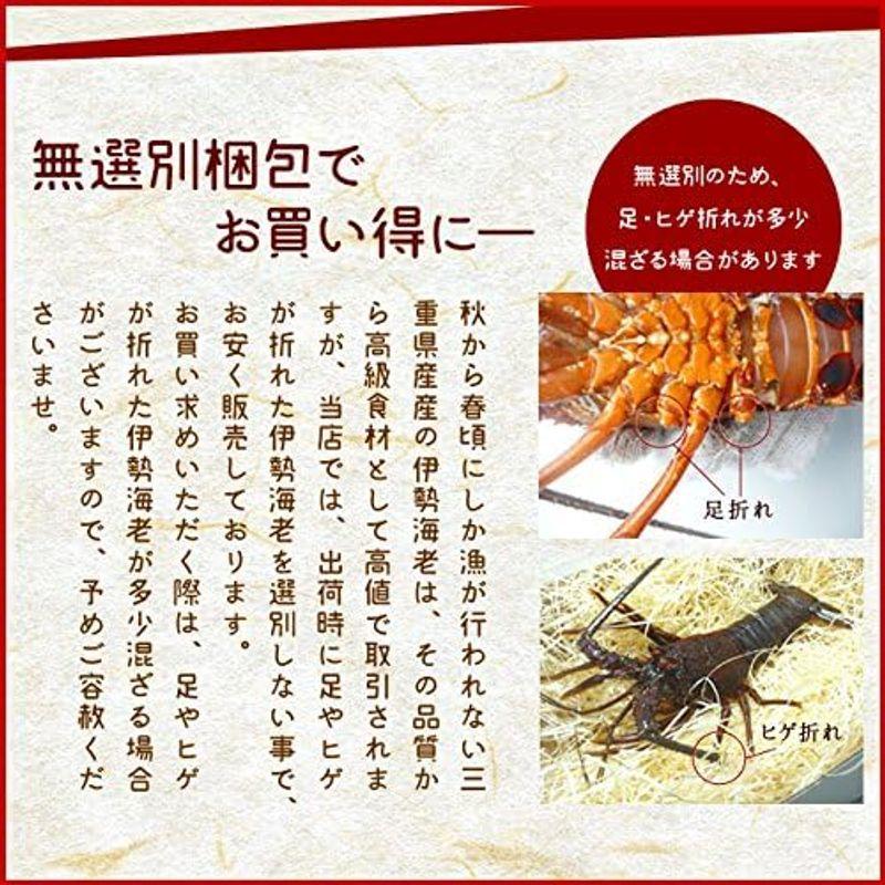 三重県産 伊勢海老 詰合せ ３尾で約１ｋｇ 刺身用 瞬間 冷凍 伊勢エビ