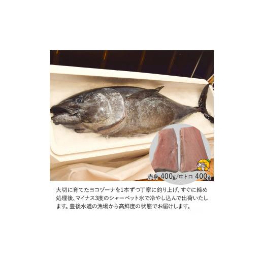 ふるさと納税 大分県 津久見市 豊後まぐろ ヨコヅーナ  赤身400ｇ 中トロ400g 鮪 マグロ 海鮮丼 刺し身 盛り合わせ 冷凍 魚の刺身 大分県産 九州産 津久見市