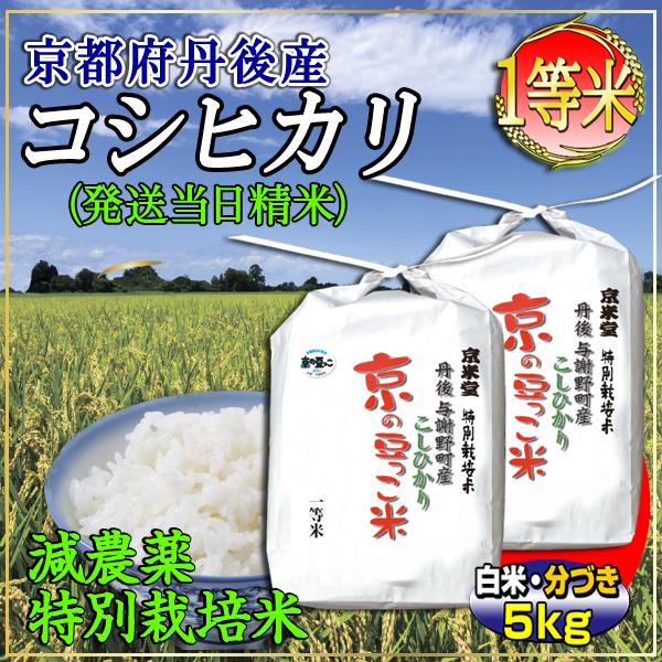 新米 お米 5kg コシヒカリ 当日精米 京都米 丹後産 京の豆っこ米 （分