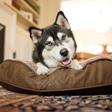 【預購】【頂級寵物床墊】薩凡納 圓床 (2色/3尺寸)