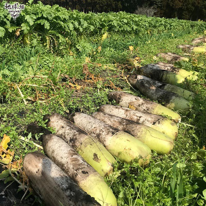 大根 6本 有機栽培 冷蔵便 鹿児島県産 宮崎県産 だいこん ダイコン 九州産 九州野菜 まとめ買い 化学肥料・農薬不使用 organic 発送期間11月下旬〜4月