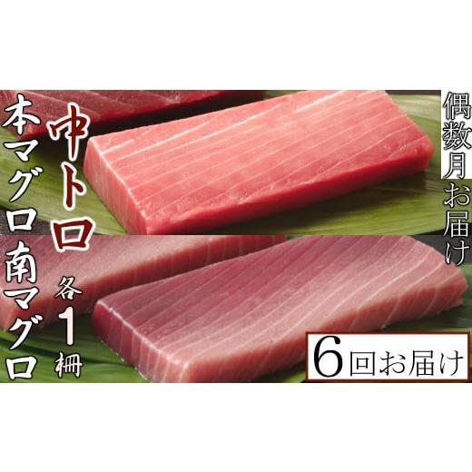 ふるさと納税 高知県 室戸市 天然本マグロ　天然南マグロ　中トロ　各1柵　偶数月にお届け