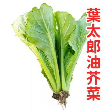 葉太郎油芥菜種子 台灣小葉芥菜 油菜仔 芥藍仔 耐熱快收 家庭農園 陽台盆栽 蔬菜種籽 當令時蔬 自種安心 居家種植 容