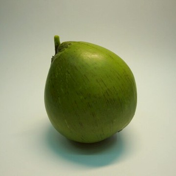 《食物模型》椰子 水果模型 - B1063