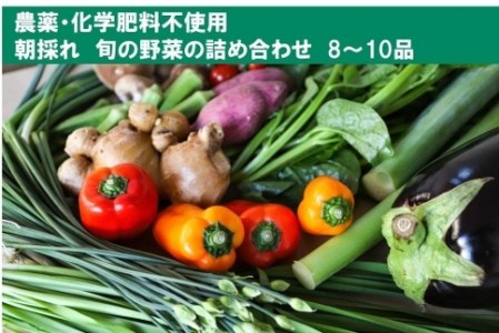 土佐の太陽をいっぱいに浴びた旬の野菜セット「小」