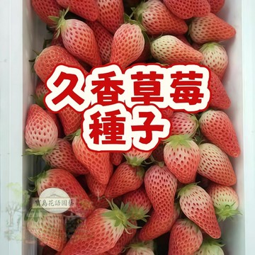 🍓草莓種子 【久香草莓種子】今年新籽 發芽率高 四季種植當年結果  營養豐富 多汁可口 懶人易種植
