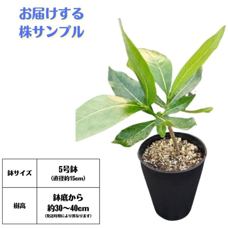 ティアレタヒチ 挿し木苗 5号鉢》タヒチの国花 専用土に植え替え済み！ ガーデニアタイタンシス タヒチクチナシ | LINEブランドカタログ