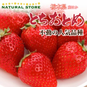 [予約 2024年1月5日-1月30日の納品] とちおとめ 大粒サイズ 約300g×2パック 栃木県産 苺 いちご イチゴ 乙女 ギフト