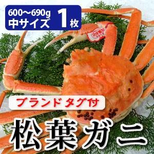 松葉がに（松葉ガニ）600〜690g（中サイズ）×1枚 日本海産 未冷凍 お歳暮ギフト 送料無料（北海道・沖縄を除く）