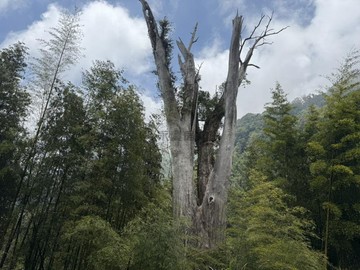 南投竹山｜高海拔大地坪茶園｜地主售地動機強｜南投縣竹山鎮圓山段
