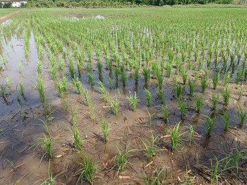 降價10860萬紅線徵收重劃農地｜桃園市桃園區皮寮段