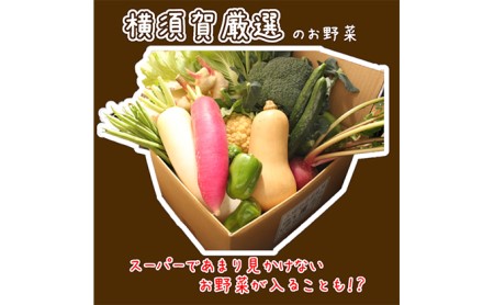 野菜セット 横須賀産 厳選 野菜 12種 詰め合わせ 大満足 セット