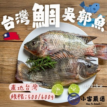 【小富嚴選】台灣三去吳郭魚 台灣三去台灣鯛 重量500/600g 包10%保護冰 特價販售中 煎魚 烤魚 烤肉