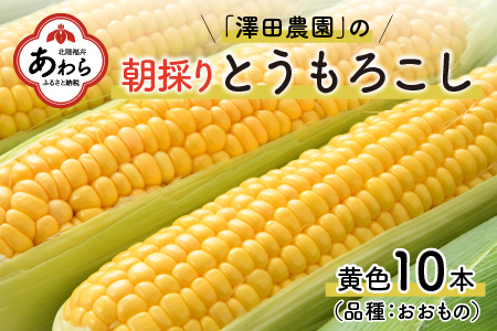 春とうもろこし 10本 おおもの 黄色 朝採り ／ 期間限定 数量限定 ハウス栽培 産地直送 甘い スイートコーン とうもろこし 野菜 あわら ※2024年6月上旬より順次発送