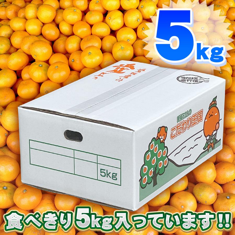 愛媛県産 小玉 みかん こまちゃん 5kg 家庭用 自宅用 訳あり 愛媛みかん 送料無料 プチ 小粒 箱買い 蜜柑 温州 早生 南柑 20号 5キロ