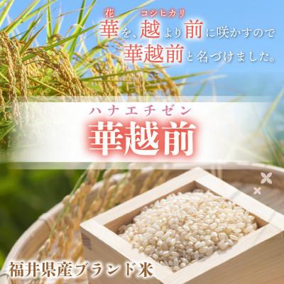 ふるさと納税 越前町 令和5年産　ハナエチゼン(玄米)　10kg