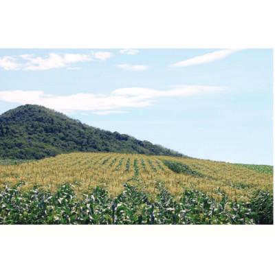 ふるさと納税 富良野市 早採りハウス栽培 北海道富良野産　生で食べられるとうもろこし　ゴールドラッシュ　10本入り