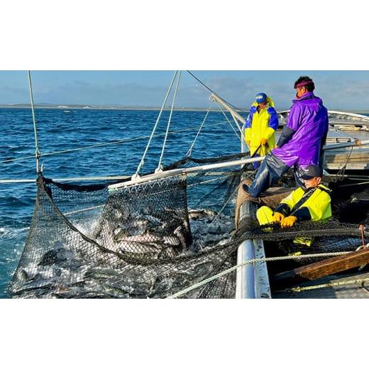 ふるさと納税 北海道 枝幸町 北隆丸 新巻めじか鮭〈姿〉約1.6kg オホーツク枝幸産