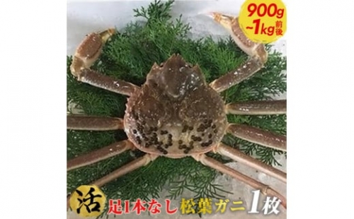 ６６６．足1本なし松葉ガニ　特大1枚（900g～1kg前後）※2023年11月～2024年3月に順次発送予定《かに カニ 蟹》