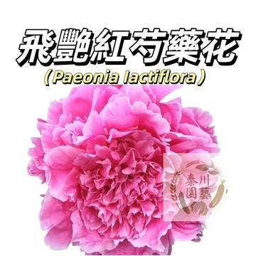 台灣現貨（飛艷紅妝芍藥花種子 SY-8）濃香型~粉色係重辦多年生觀賞花卉耐熱大花型庭院陽台盆栽非牡丹四季可種植