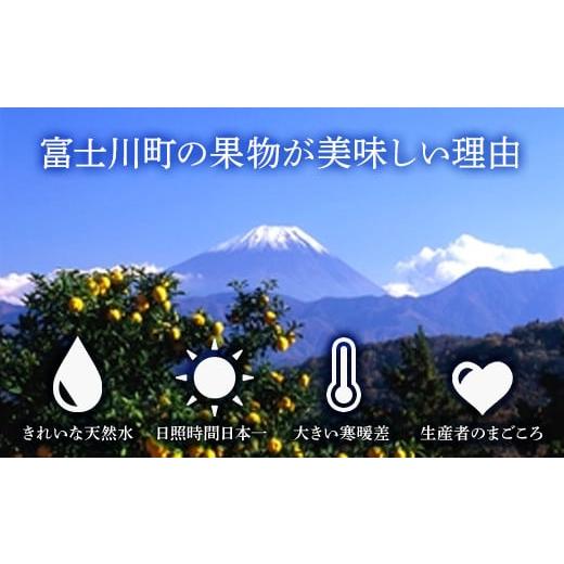 ふるさと納税 山梨県 富士川町 2024年発送分 シャインマスカット 約1.1〜1.2kg（2〜3房） フルーツ 山梨県産 果物 ぶどう ブドウ 大粒 種なし 産…